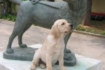 Il monumento al cane guida della Scuola Nazionale Cani Guida per Ciechi di Scandicci (Firenze). In primo piano un "giovane allievo"