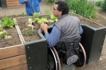 Una persona con disabilità in carrozzina impegnata in attività di orticoltura