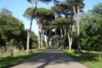 Un viale del Parco di San Rossore (Pisa), affiancato da alti pini marittimi