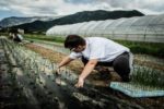 Persone con disabilità al lavoro, alla Fattoria Sociale Conca d'Oro di Bassano del Grappa (Vicenza)