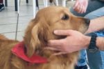 Femmina di golden retriever di 5 anni, certificata come “cane da interventi assistiti con animali” ("pet therapy"), Cora è la nuova "operatrice a quattro zampe" dello "Sportello InSIeme" di Siena