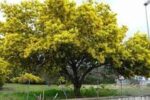 “Pensiero Imprudente”: quell’albero di mimosa