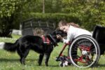 Una delle immagini presenti nel sito dell'organizzazione americana Assistance Dogs International