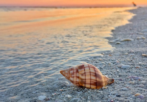 Conchiglia sulla spiaggia