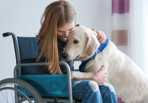 Bimba in carrozzina insiem e a cane d'assistenza