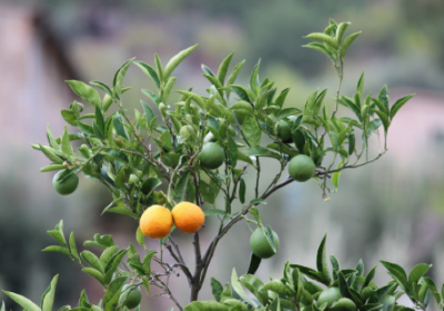 Pianta di limoni con due frutti maturi e tutti gli altri acerbi 